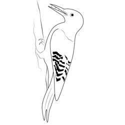 White Woodpecker Bird Free Coloring Page for Kids