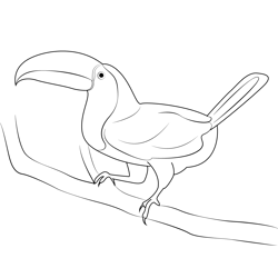 Wild Tucan Free Coloring Page for Kids