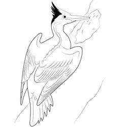 Wing Fly Woodpecker Free Coloring Page for Kids