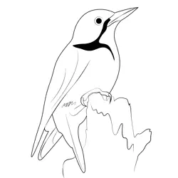 Woodpecker 1 Free Coloring Page for Kids