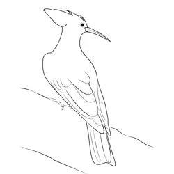 Woodpecker 2 Free Coloring Page for Kids
