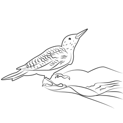 Woodpecker Looking Up Free Coloring Page for Kids