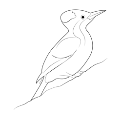 Woodpecker Wallpaper Free Coloring Page for Kids