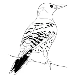 Yellow Shafted Northern Flicker Free Coloring Page for Kids