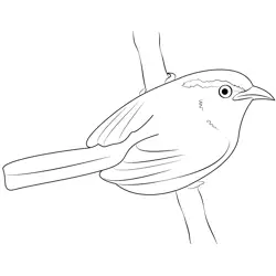 A Carolina Wren Free Coloring Page for Kids