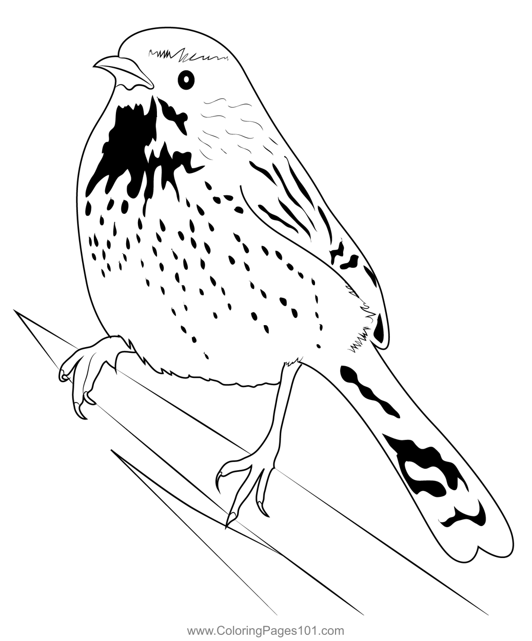 Arizona Cactus Wren 1 Coloring Page for Kids - Free Wrens Printable
