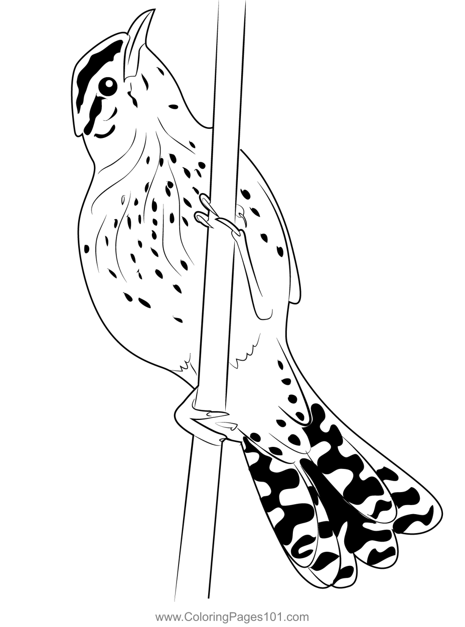 Arizona Cactus Wren Coloring Page for Kids - Free Wrens Printable