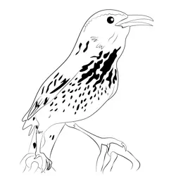 Awesom Cactus Wren Free Coloring Page for Kids