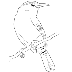 Beautiful Birds Free Coloring Page for Kids