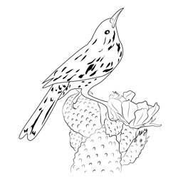 Cactus Wren 1 Free Coloring Page for Kids