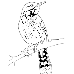 Cactus Wren 10 Free Coloring Page for Kids