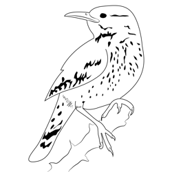 Cactus Wren 11 Free Coloring Page for Kids