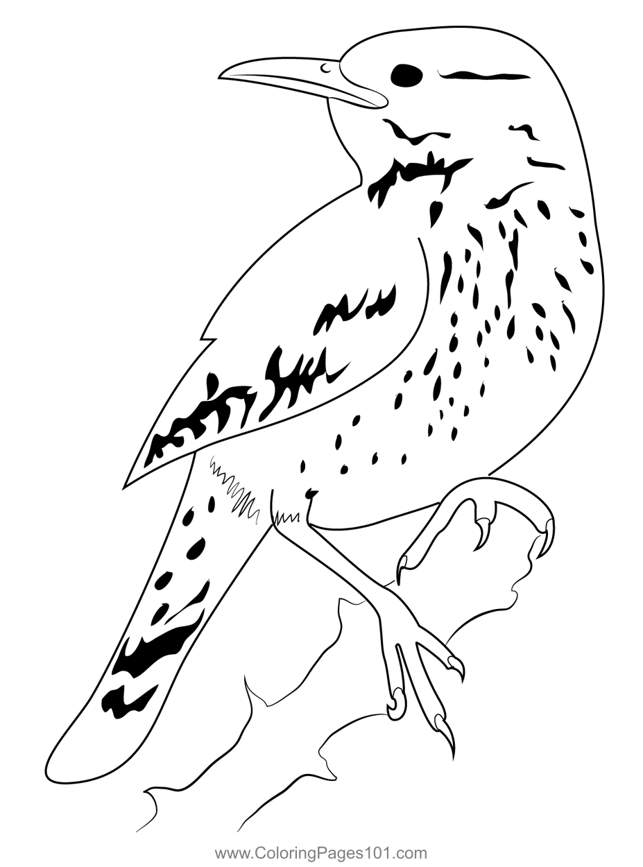 Cactus Wren 11 Coloring Page for Kids - Free Wrens Printable Coloring