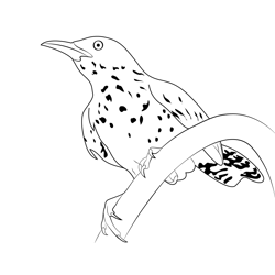 Cactus Wren 12 Coloring Page for Kids - Free Wrens Printable Coloring