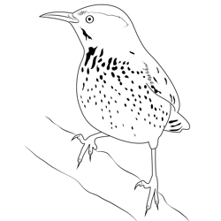Cactus Wren 13 Free Coloring Page for Kids