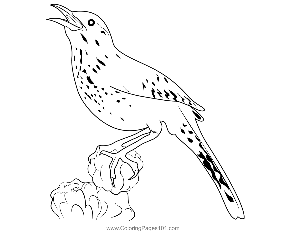 Cactus Wren 2 Coloring Page for Kids - Free Wrens Printable Coloring