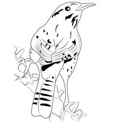 Cactus Wren 3 Free Coloring Page for Kids