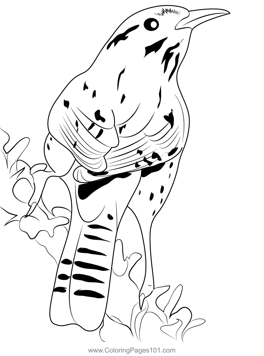 Cactus Wren 3 Coloring Page for Kids - Free Wrens Printable Coloring