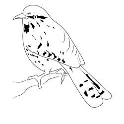 Cactus Wren 4 Free Coloring Page for Kids