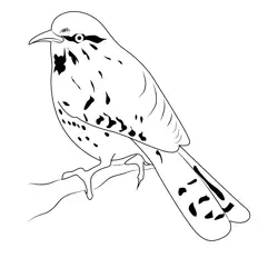 Cactus Wren 4 Free Coloring Page for Kids