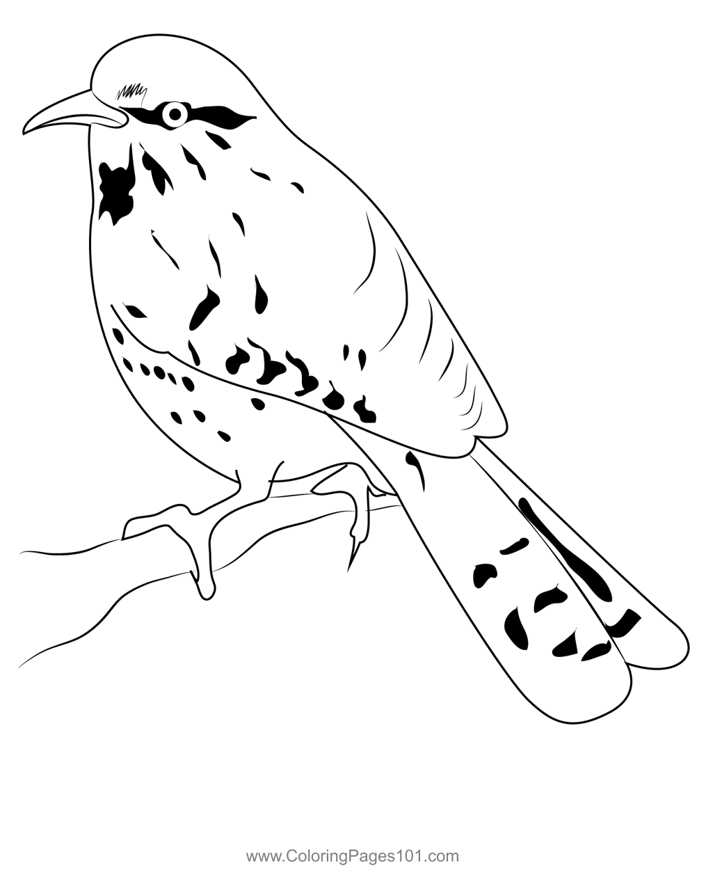 Cactus Wren 4 Coloring Page for Kids - Free Wrens Printable Coloring