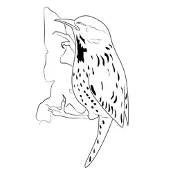 Cactus Wren 5 Free Coloring Page for Kids