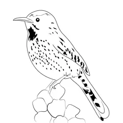 Cactus Wren 6 Free Coloring Page for Kids