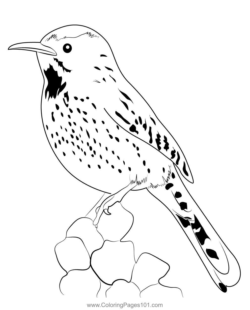 Cactus Wren 6 Coloring Page for Kids - Free Wrens Printable Coloring