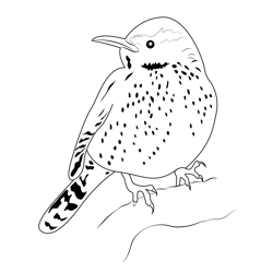 Cactus Wren 7 Free Coloring Page for Kids