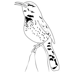 Cactus Wren 8 Free Coloring Page for Kids