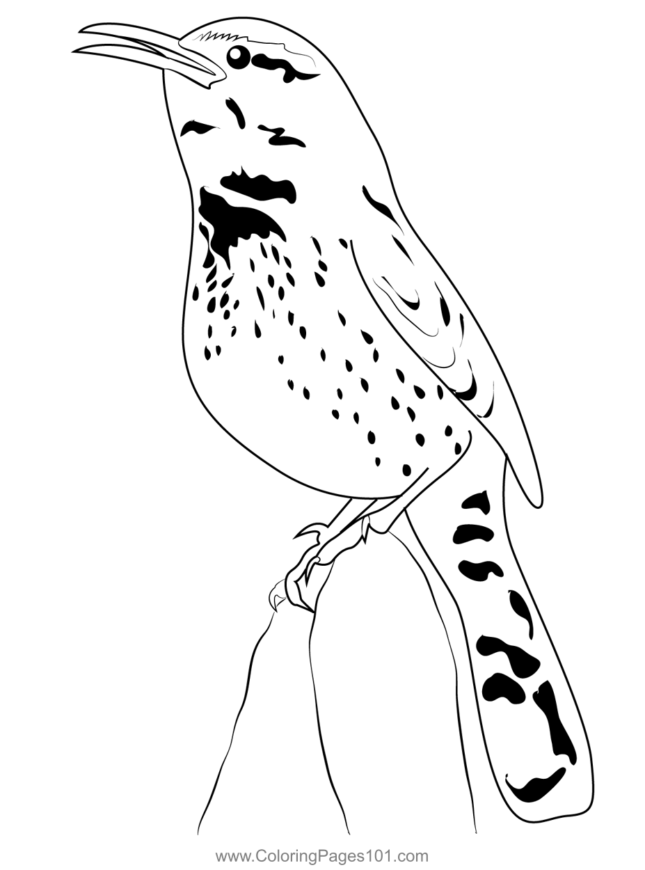 Cactus Wren 8 Coloring Page for Kids - Free Wrens Printable Coloring