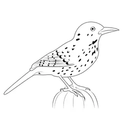 Cactus Wren 9 Free Coloring Page for Kids