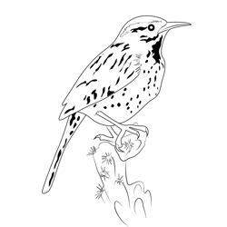 Cactus Wren Bird Free Coloring Page for Kids