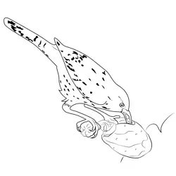 Cactus Wren Cactus Free Coloring Page for Kids