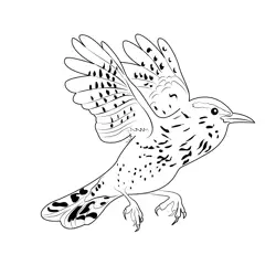 Cactus Wren In Flight Free Coloring Page for Kids