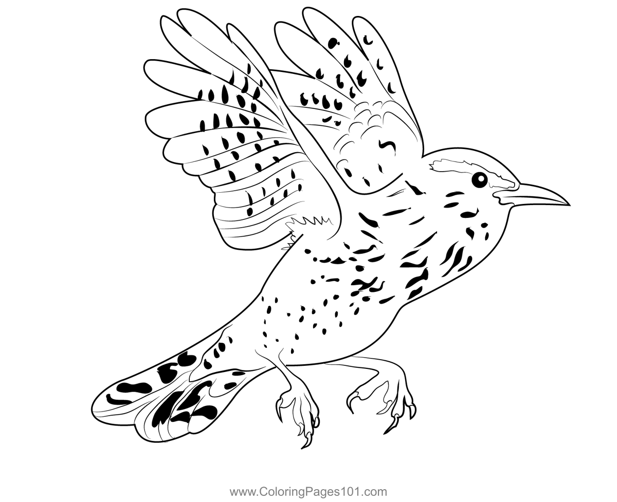 Cactus Wren In Flight Coloring Page for Kids - Free Wrens Printable