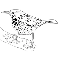 Cactus Wren Picture Free Coloring Page for Kids