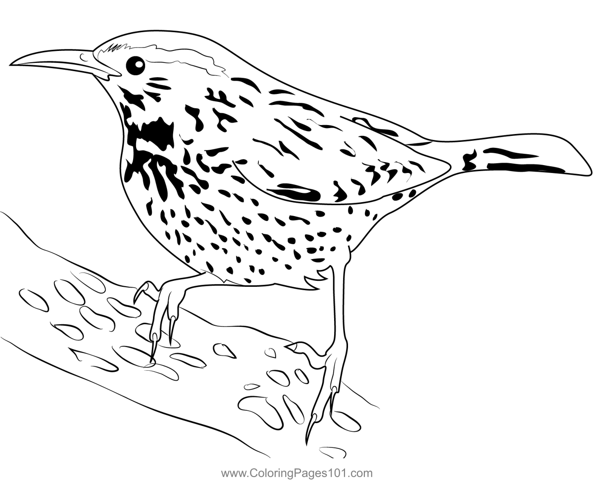 Cactus Wren Picture Coloring Page for Kids - Free Wrens Printable