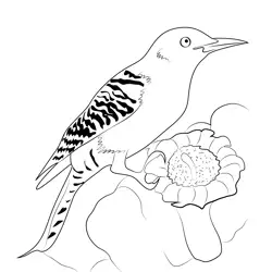 Cactus Wren Winter Free Coloring Page for Kids