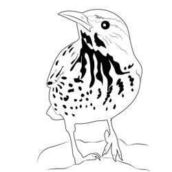 Cactus Wren Free Coloring Page for Kids