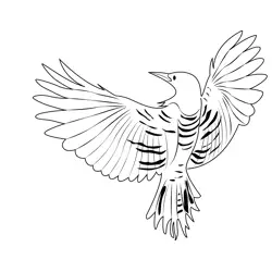 Cactus wren 14 Free Coloring Page for Kids