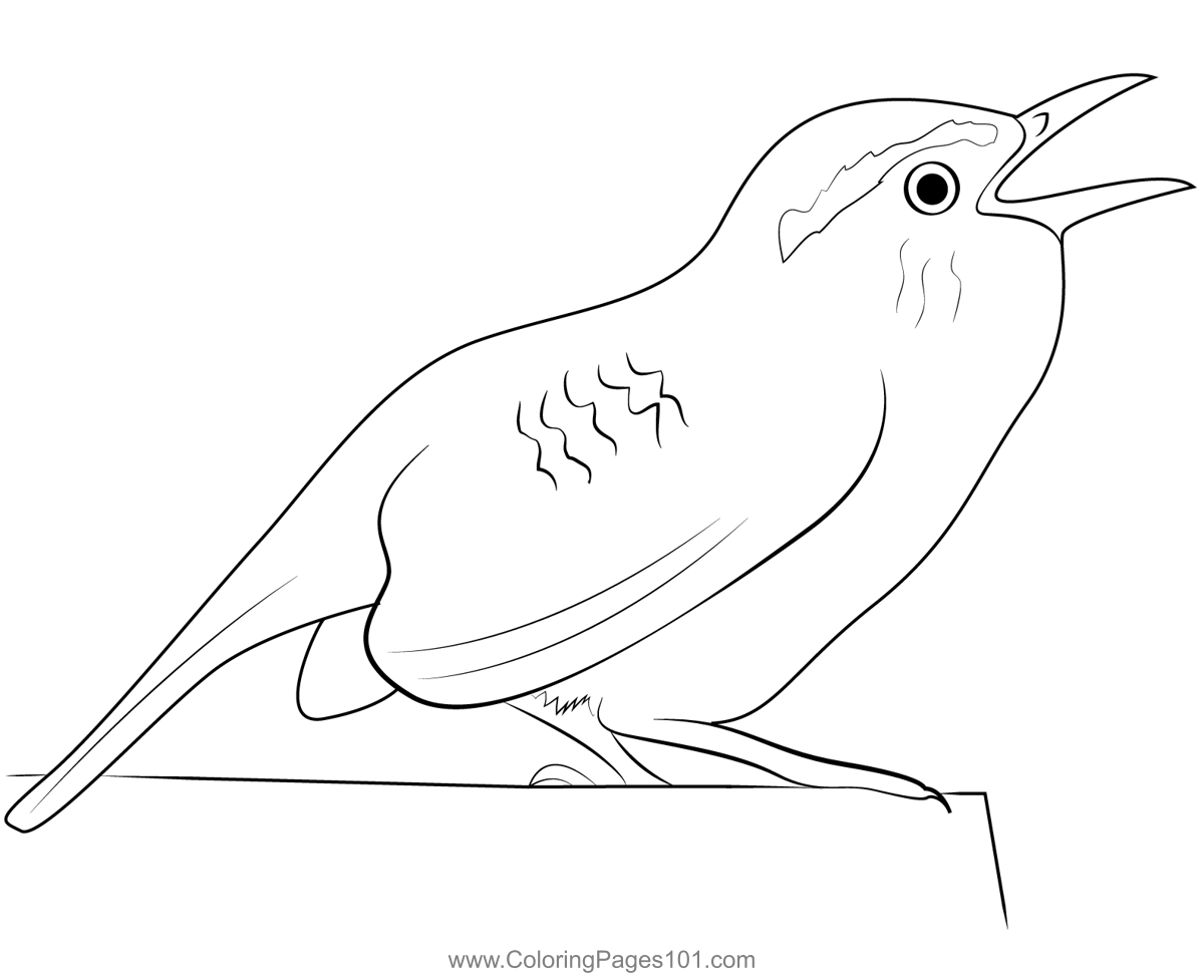Coloring Wren Carolina South State Symbols Drawings Bird Pages Line ...