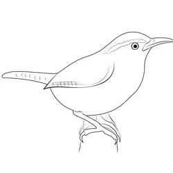 Carolina Wren 6 Free Coloring Page for Kids