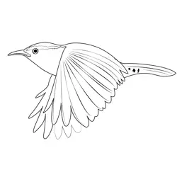 Carolina Wren Fly Free Coloring Page for Kids