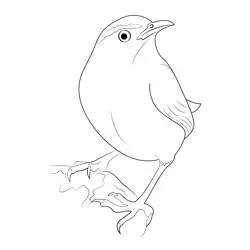 Carolina Wren Male Free Coloring Page for Kids