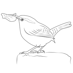 Carolina Wren With Leaf Free Coloring Page for Kids
