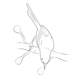 Common Tailorbird Free Coloring Page for Kids