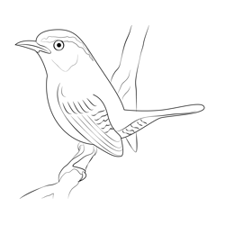Little Carolina Wren Free Coloring Page for Kids