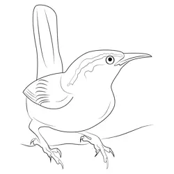 South Carolina State Bird Free Coloring Page for Kids