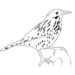 The Cactus Wren Free Coloring Page for Kids